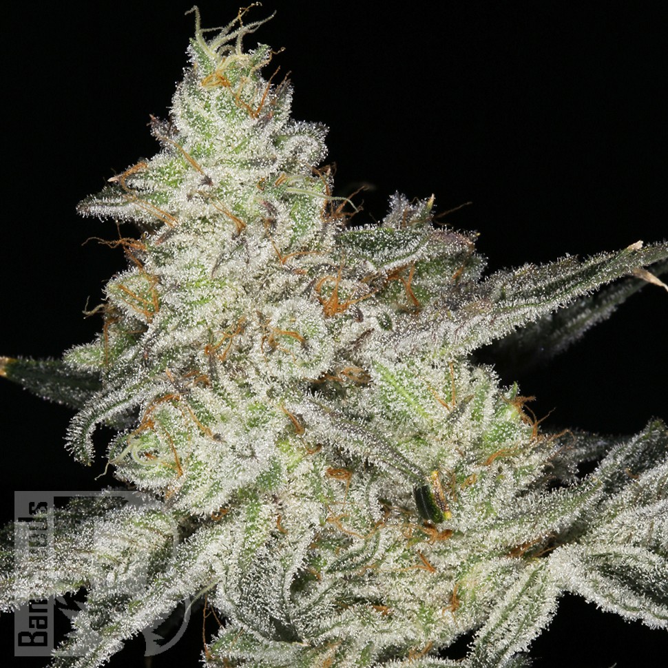 Семена каннабиса  Snow Ryder feminised Ganja Seeds