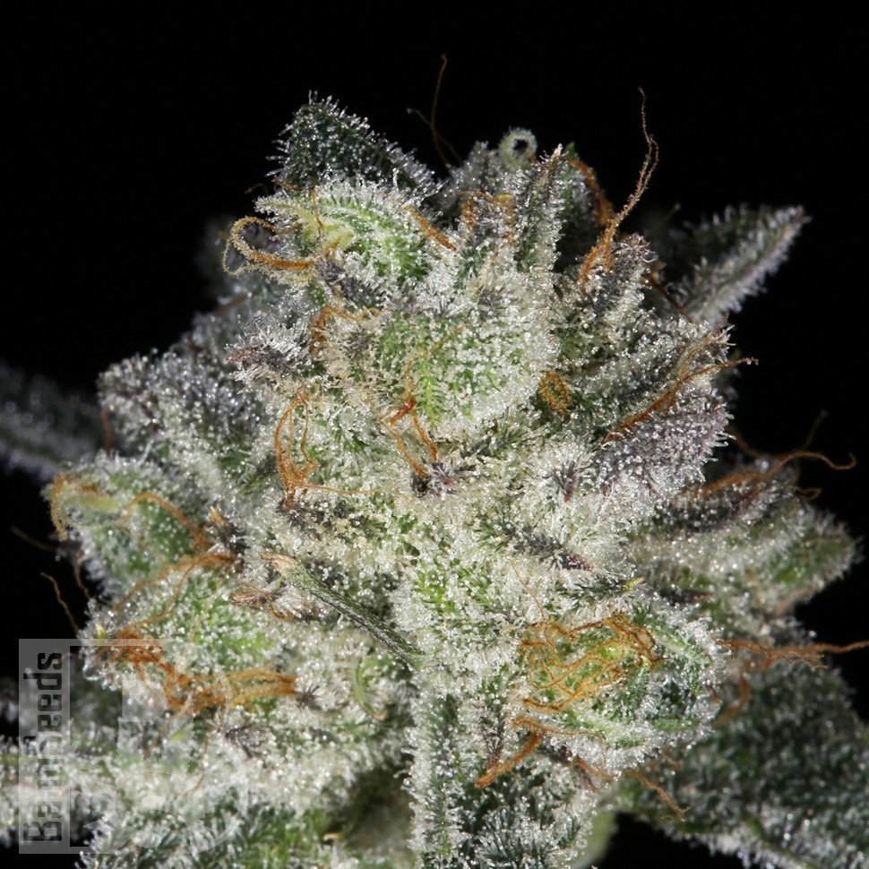 Семена каннабиса  Snow Ryder feminised Ganja Seeds