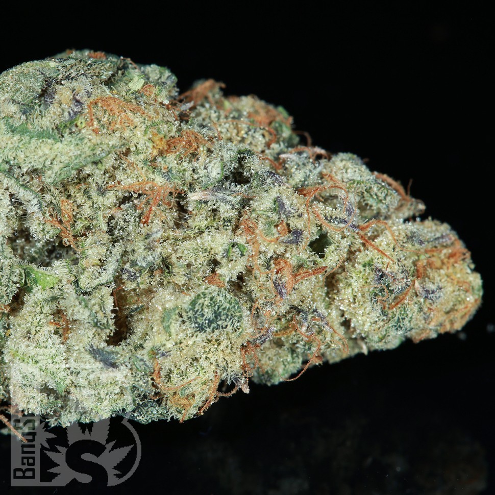 Семена каннабиса  Snow Ryder feminised Ganja Seeds