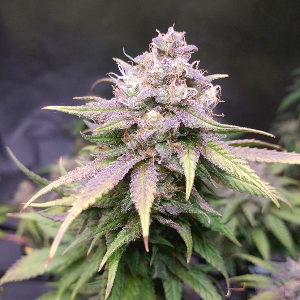 Семена марихуаны  Jack Hammer feminised Victory Seeds