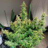 Glueberry O.G. feminised Ganja Seeds семена купить