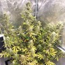 Семена конопли Glueberry O.G. feminised Ganja Seeds