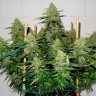 Фотопериодные семена Glueberry O.G. feminised Ganja Seeds
