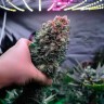 Glueberry O.G. feminised Ganja Seeds семена недорого
