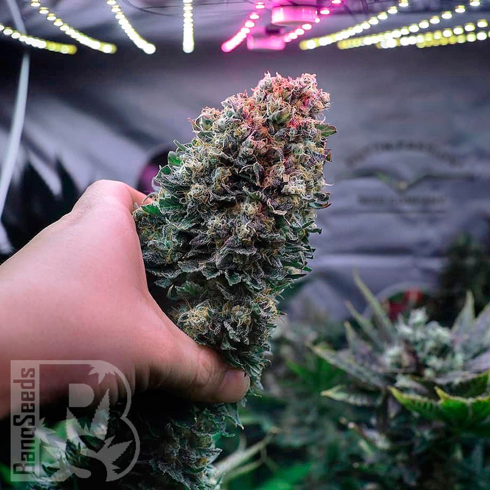 Семена конопли  Glueberry O.G. feminised Ganja Seeds