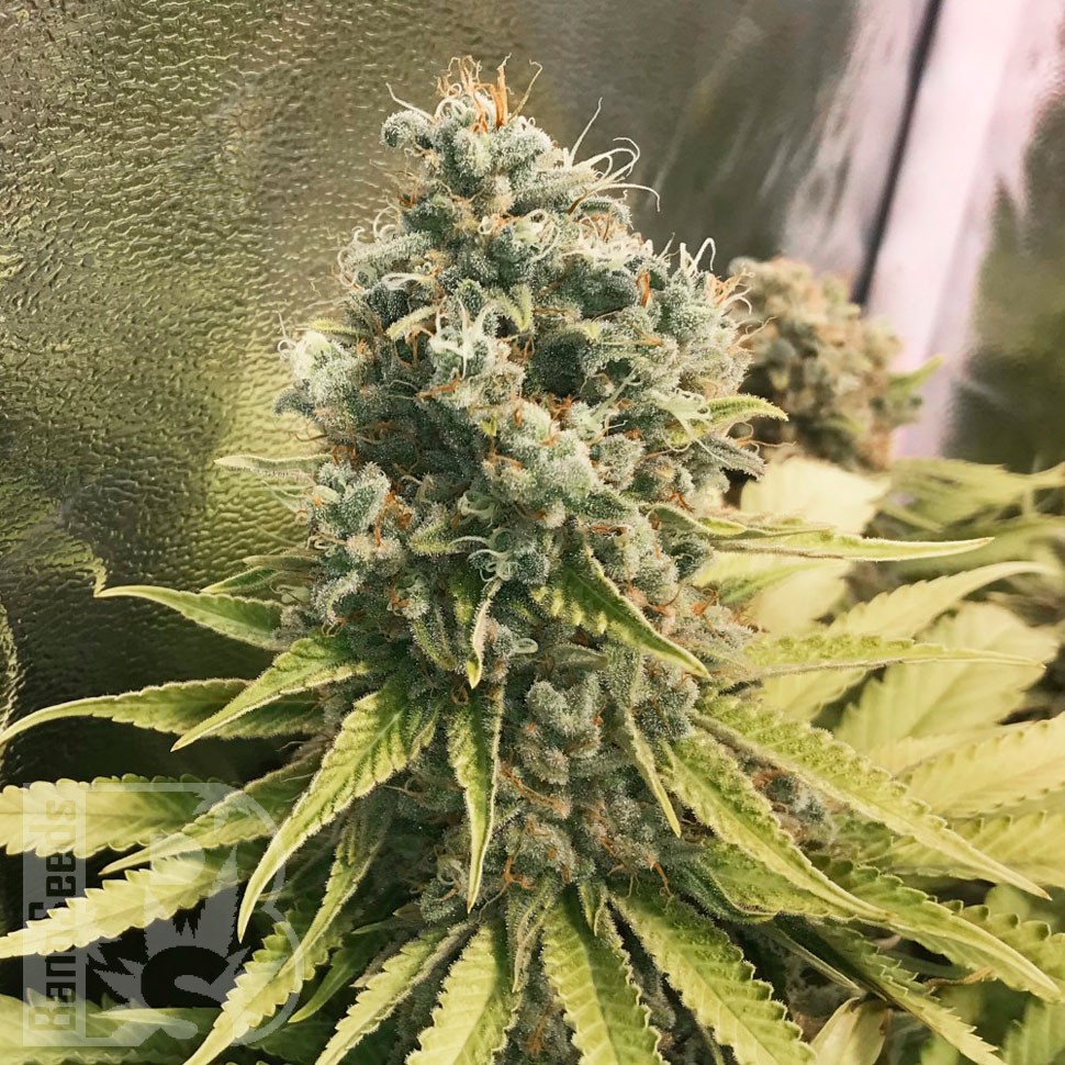 Качественные семена Glueberry O.G. feminised Ganja Seeds