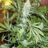 Семена White Rhino feminised Ganja Seeds