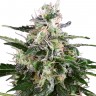 Семена конопли  Snow White Amsterdam feminised Ganja Seeds