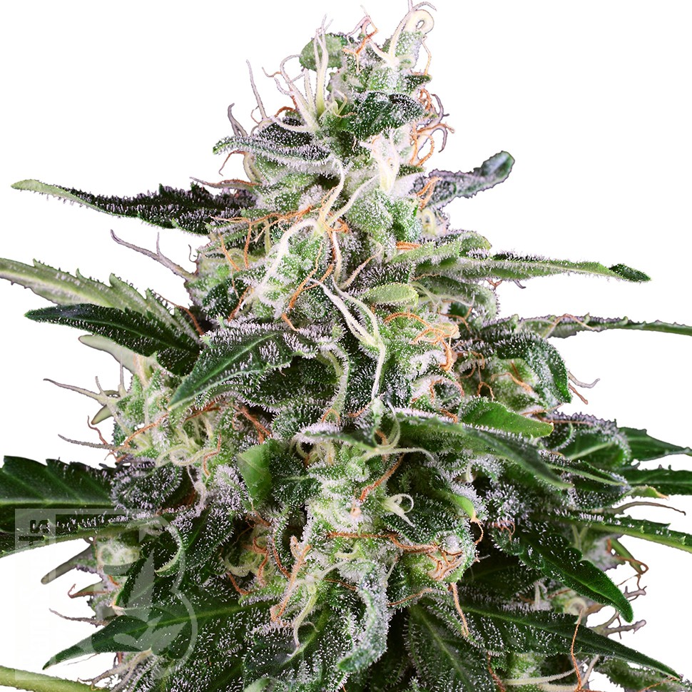 Семена конопли  Snow White Amsterdam feminised Ganja Seeds