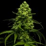 Семена конопли  Snow White Amsterdam feminised Ganja Seeds