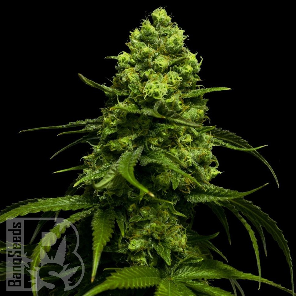 Семена конопли  Snow White Amsterdam feminised Ganja Seeds