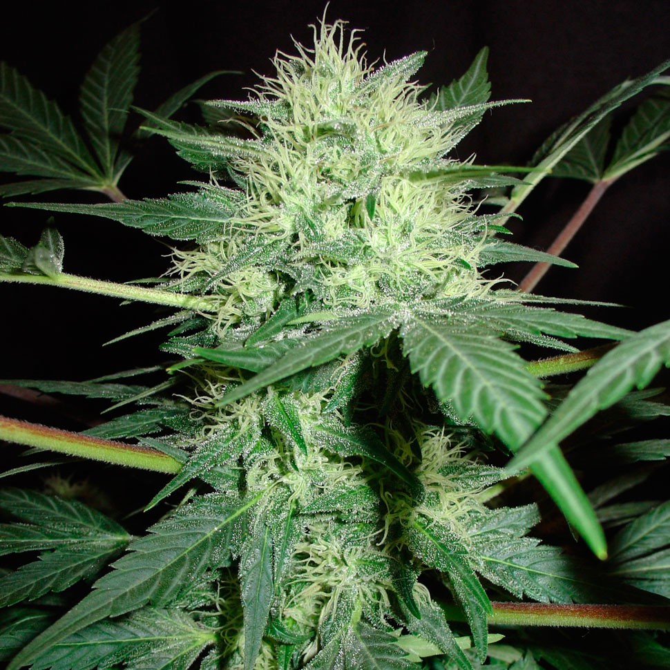 Семена ганжа  Auto Northern Lights regular Ganja Seeds