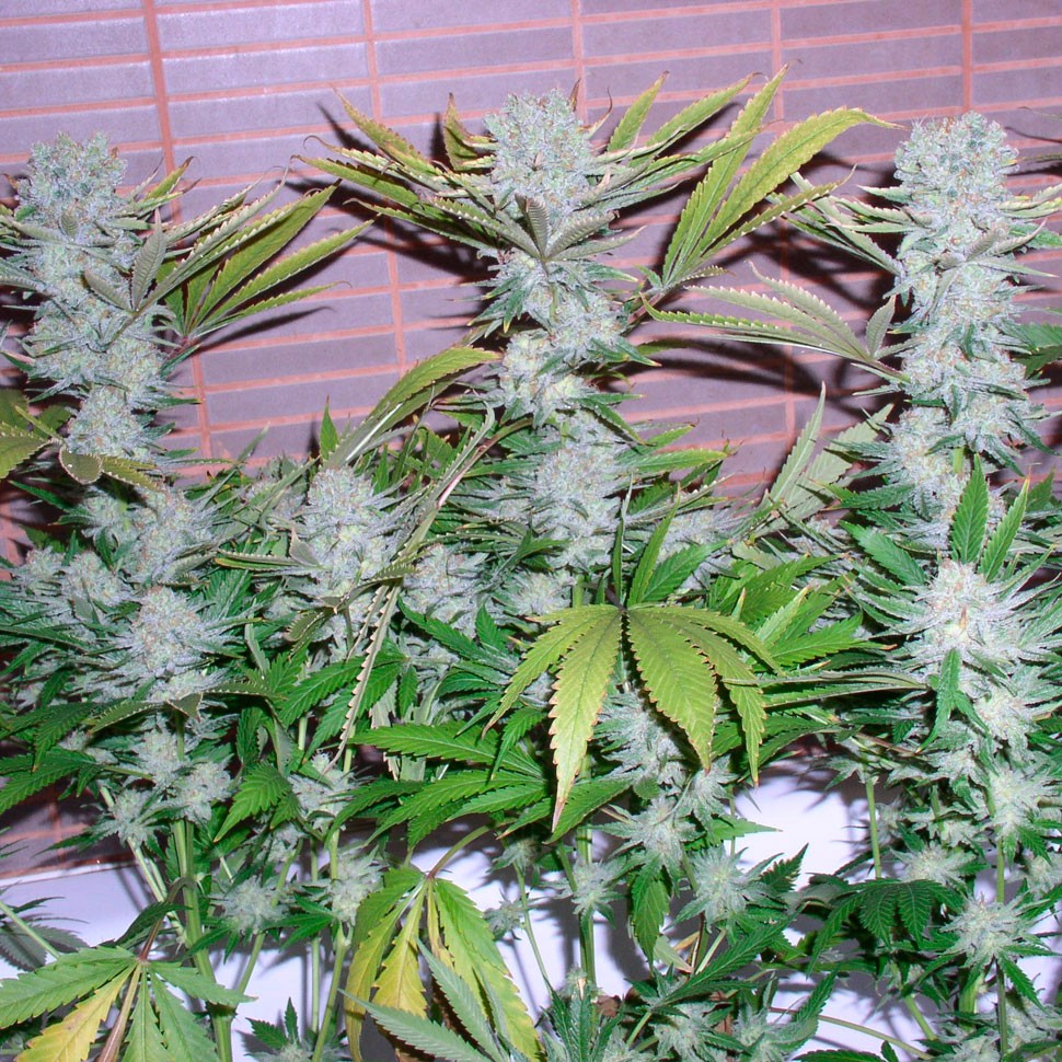 Семена ганжа  Auto Northern Lights regular Ganja Seeds