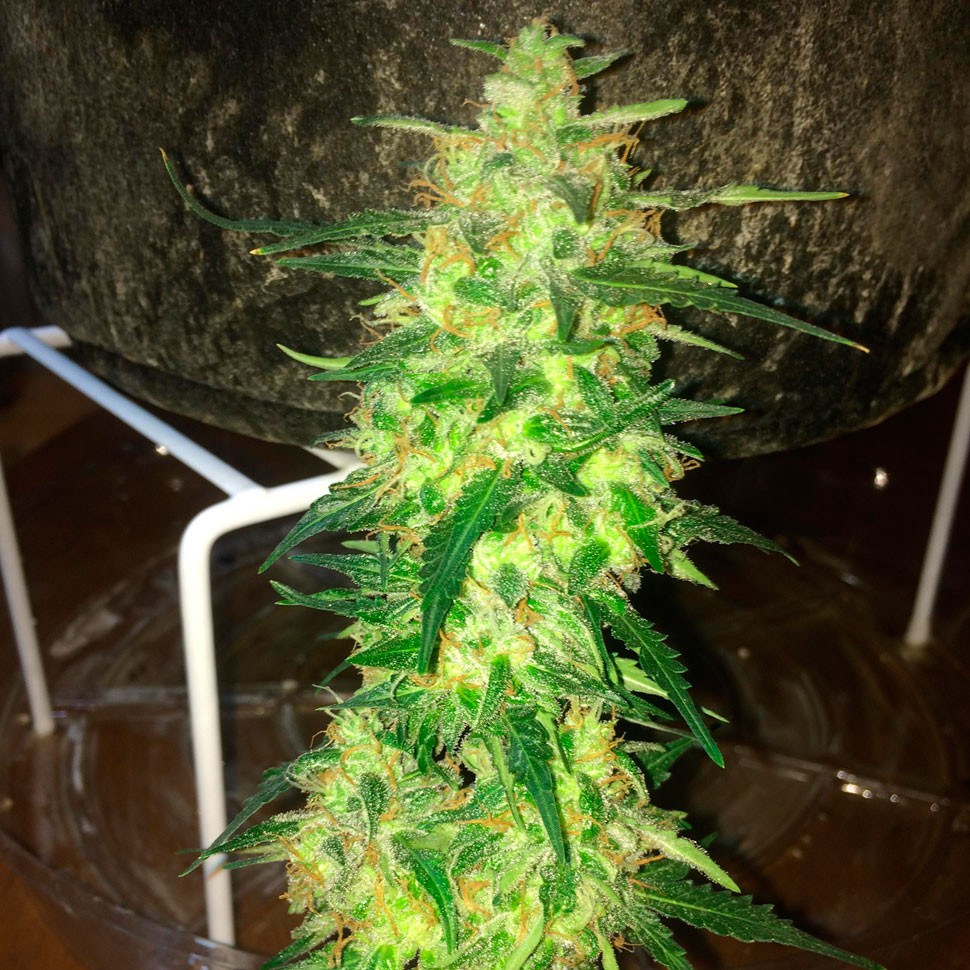 Семена ганжа  Auto Northern Lights regular Ganja Seeds