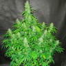 Семена ганжа  Auto Northern Lights regular Ganja Seeds