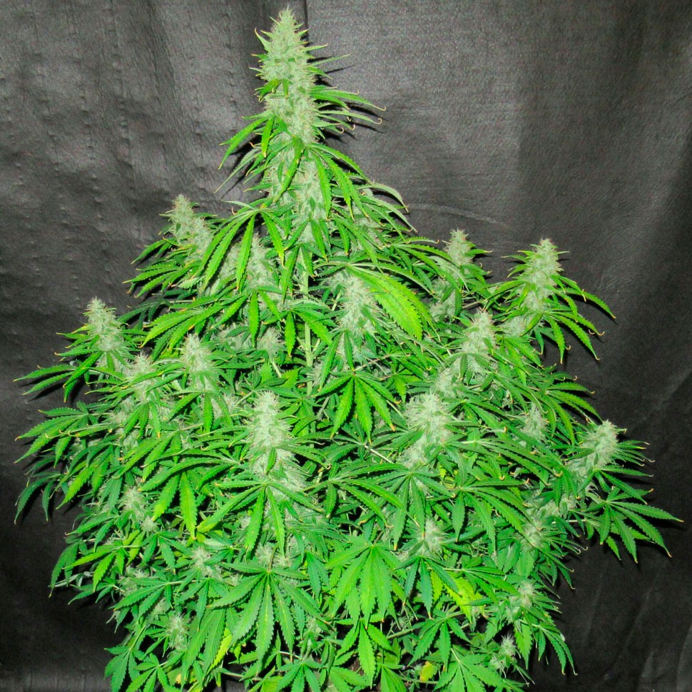 Семена ганжа  Auto Northern Lights regular Ganja Seeds