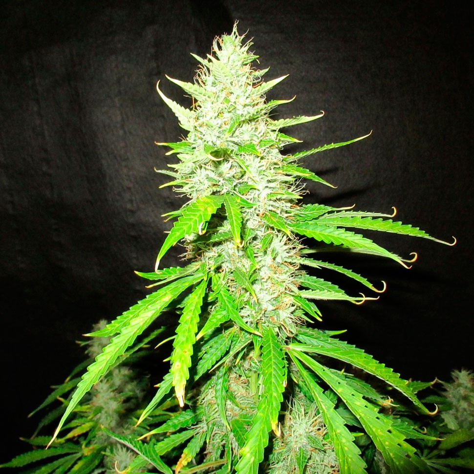 Семена ганжа  Auto Northern Lights regular Ganja Seeds