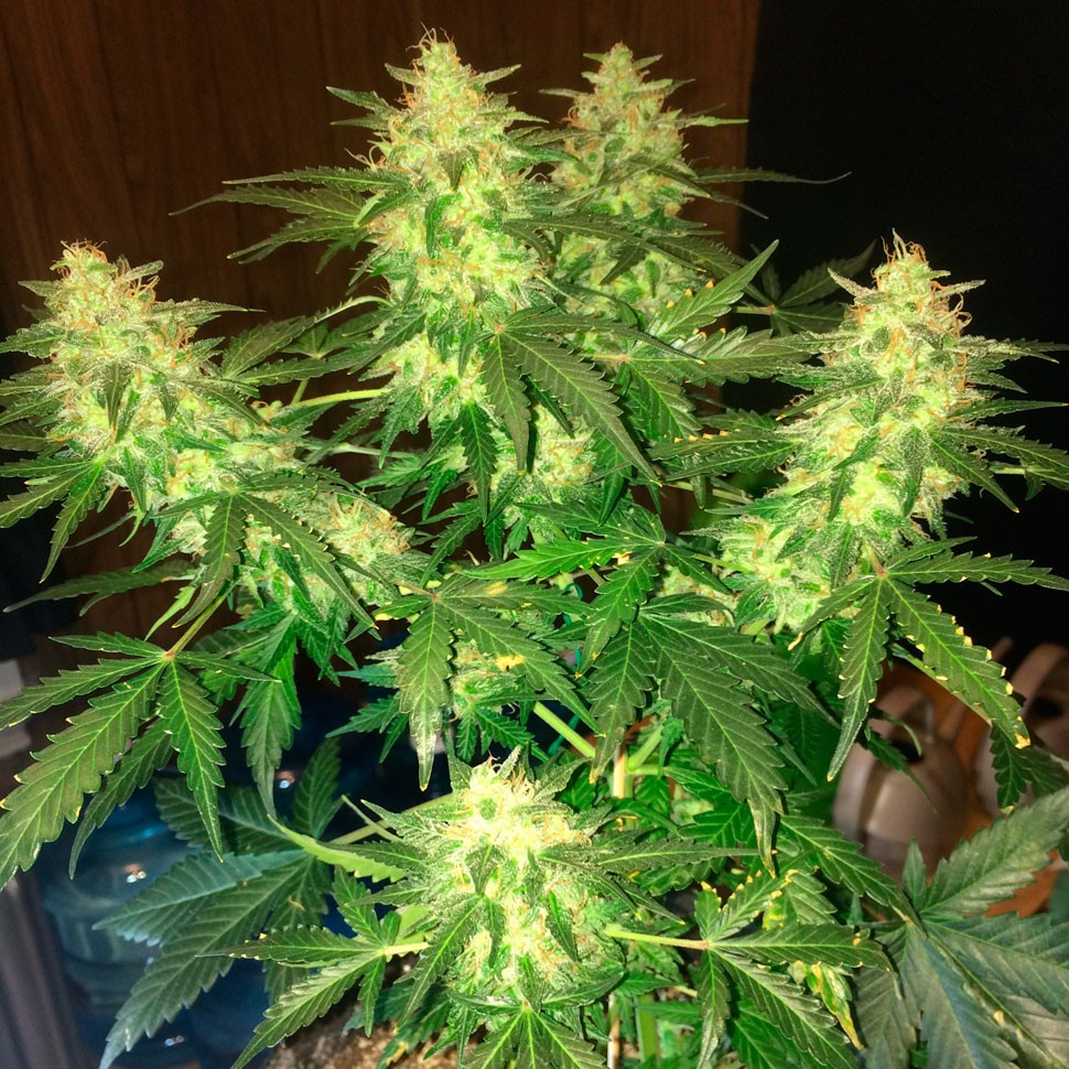 Семена ганжа  Auto Northern Lights regular Ganja Seeds
