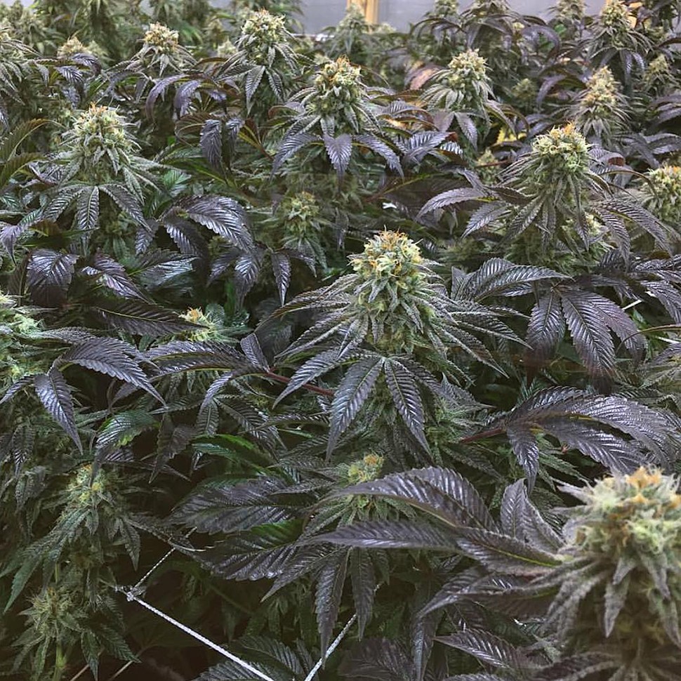 Семена каннабиса  NHL Diesel feminised Victory Seeds