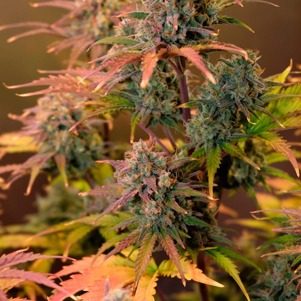 Семена  Auto Night Queen feminised Ganja Seeds
