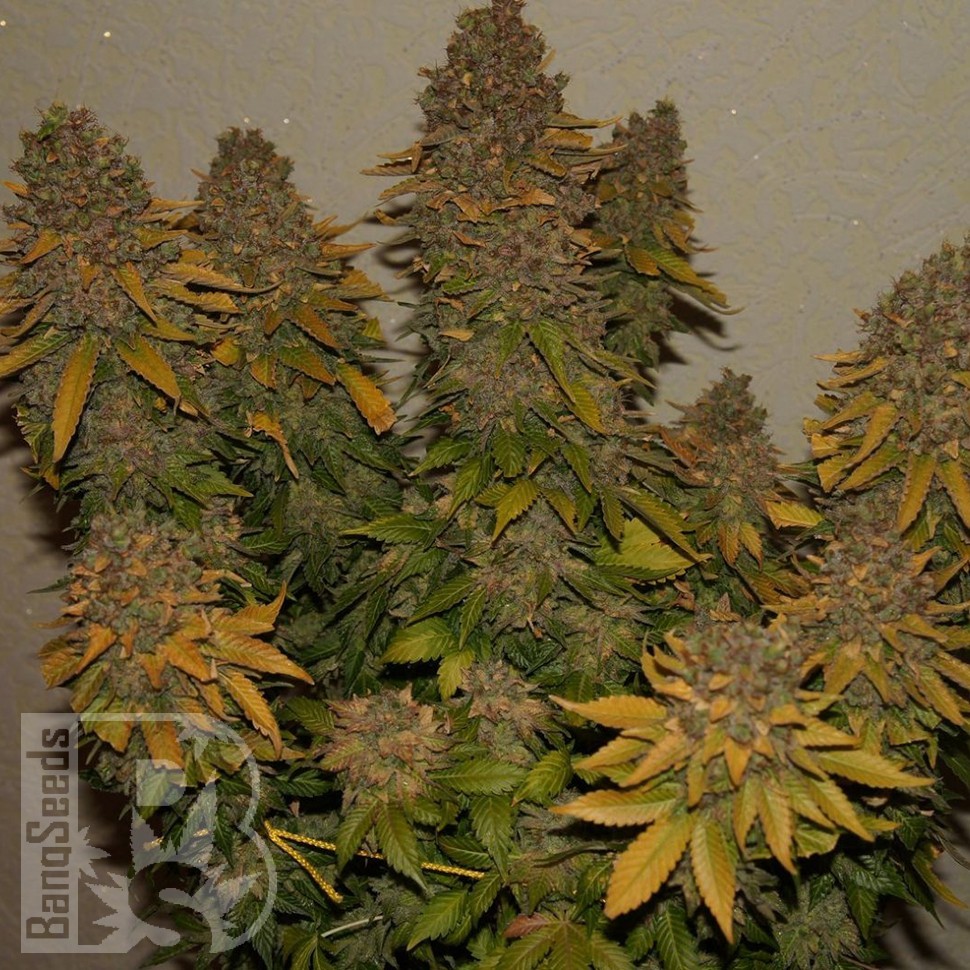 Семена  Auto Night Queen feminised Ganja Seeds
