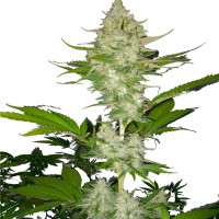 Auto Candy Kush feminised Ganja Seeds