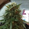 Blue Himalaya feminised Ganja Seeds
