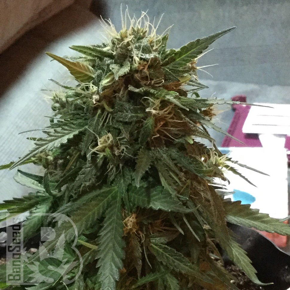 Blue Himalaya feminised Ganja Seeds