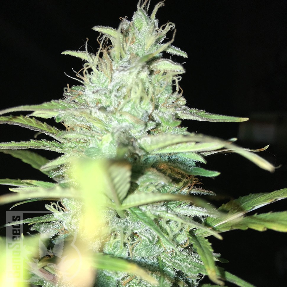 Blue Himalaya feminised Ganja Seeds