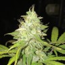 Blue Himalaya feminised Ganja Seeds