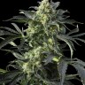 Blue Himalaya feminised Ganja Seeds
