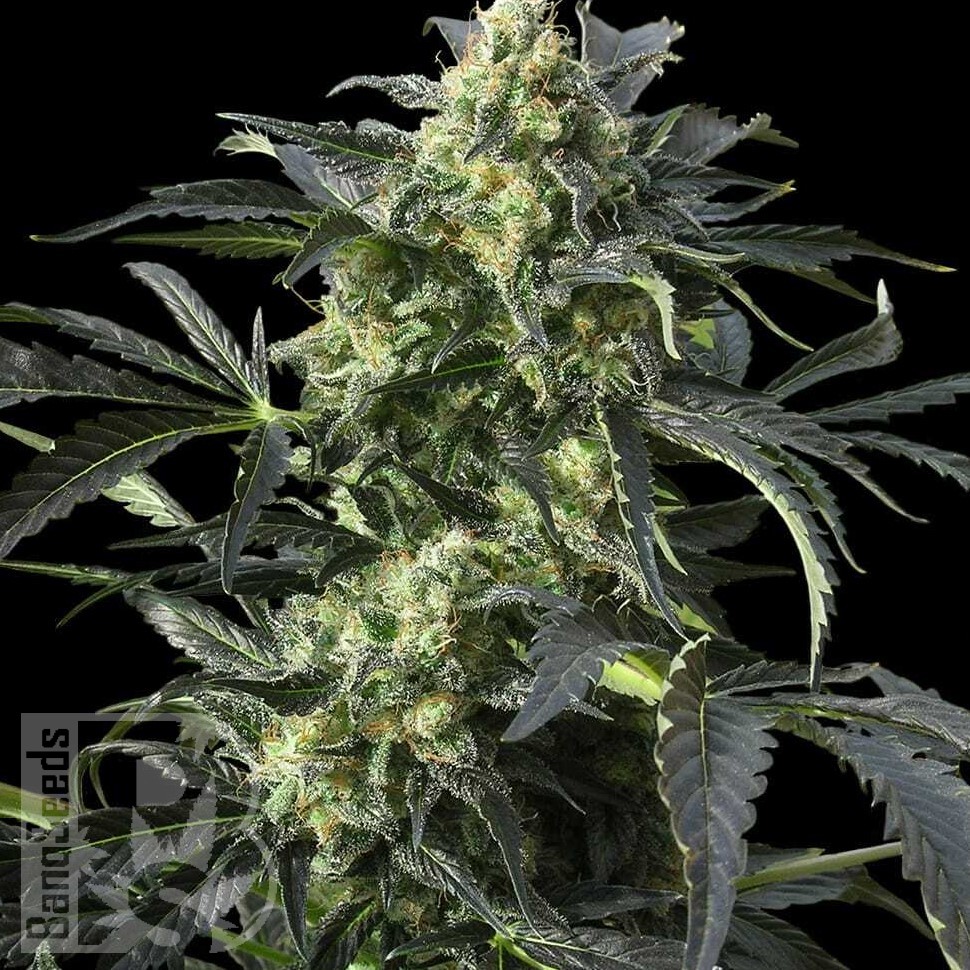 Blue Himalaya feminised Ganja Seeds