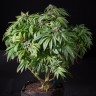 Семена марихуаны  Sour Mango feminised Ganja Seeds