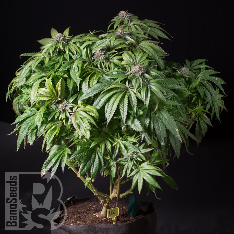 Семена марихуаны  Sour Mango feminised Ganja Seeds