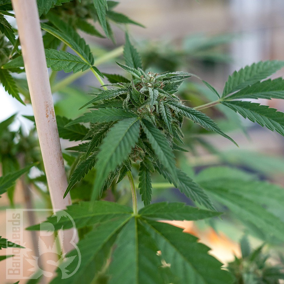 Семена марихуаны  Sour Mango feminised Ganja Seeds