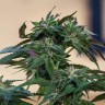 Семена марихуаны  Sour Mango feminised Ganja Seeds