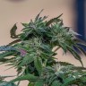 Семена марихуаны  Sour Mango feminised Ganja Seeds
