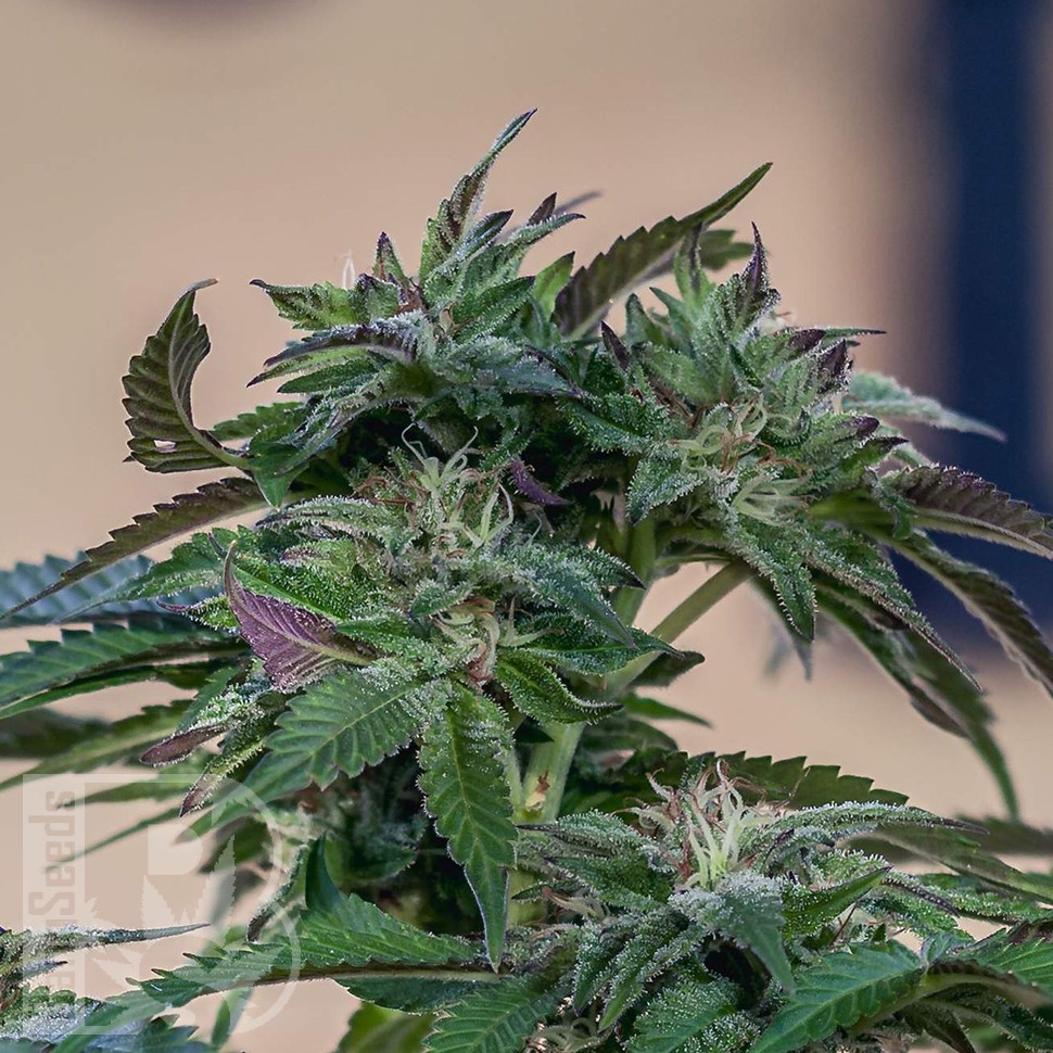 Семена марихуаны  Sour Mango feminised Ganja Seeds