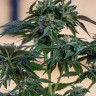 Семена марихуаны  Sour Mango feminised Ganja Seeds