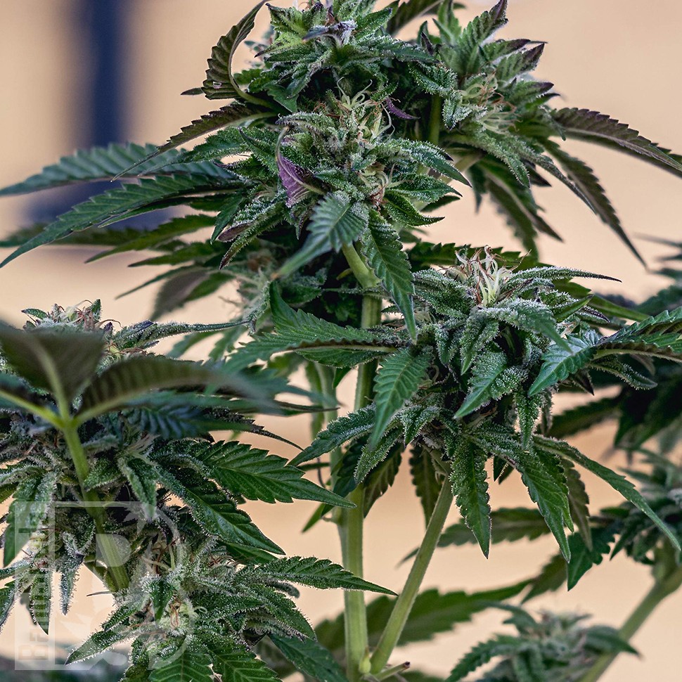 Семена марихуаны  Sour Mango feminised Ganja Seeds