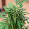 Семена марихуаны  Sour Mango feminised Ganja Seeds
