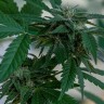 Семена марихуаны  Sour Mango feminised Ganja Seeds