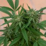 Семена марихуаны  Sour Mango feminised Ganja Seeds