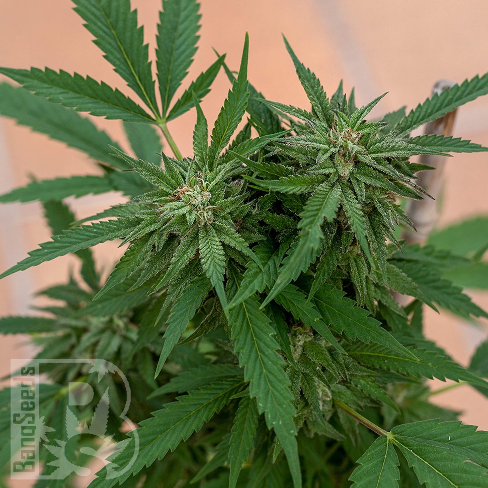 Семена марихуаны  Sour Mango feminised Ganja Seeds