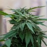 Семена марихуаны  Sour Mango feminised Ganja Seeds