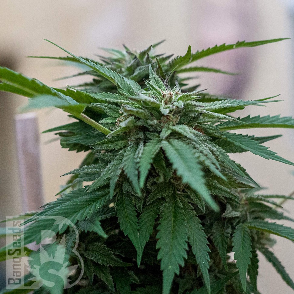 Семена марихуаны  Sour Mango feminised Ganja Seeds