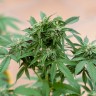 Семена марихуаны  Sour Mango feminised Ganja Seeds