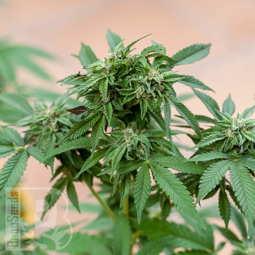 Семена марихуаны  Sour Mango feminised Ganja Seeds