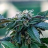 Семена марихуаны  Sour Mango feminised Ganja Seeds