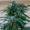 Семена марихуаны  Sour Mango feminised Ganja Seeds